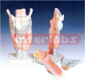 Magnified Human Larynx Model